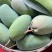 百色芒果