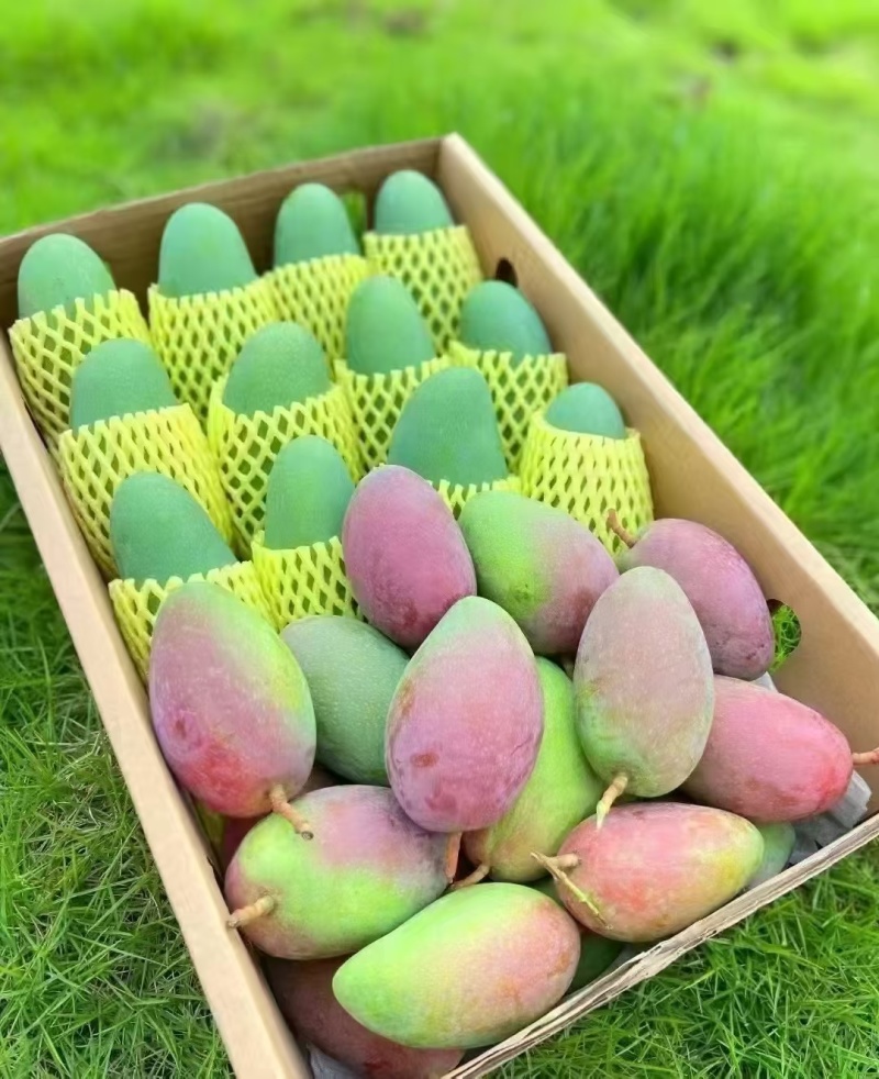 百色芒果