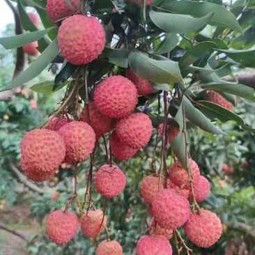 广东镇隆荔枝桂味