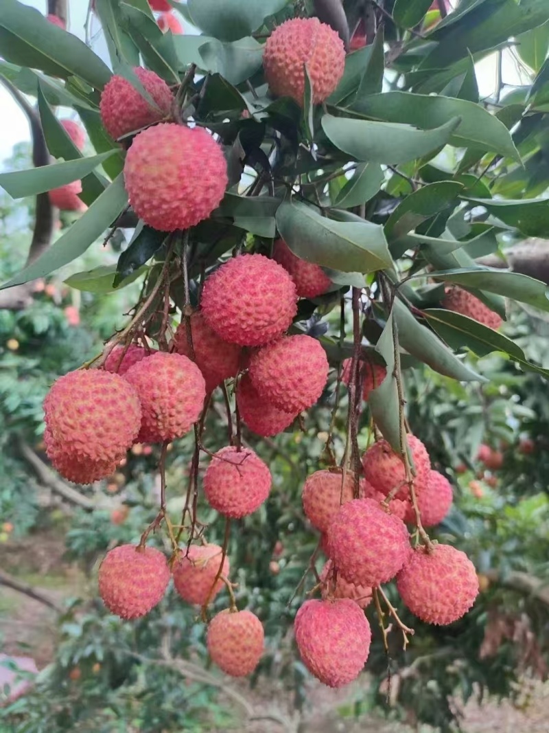 广东镇隆荔枝桂味