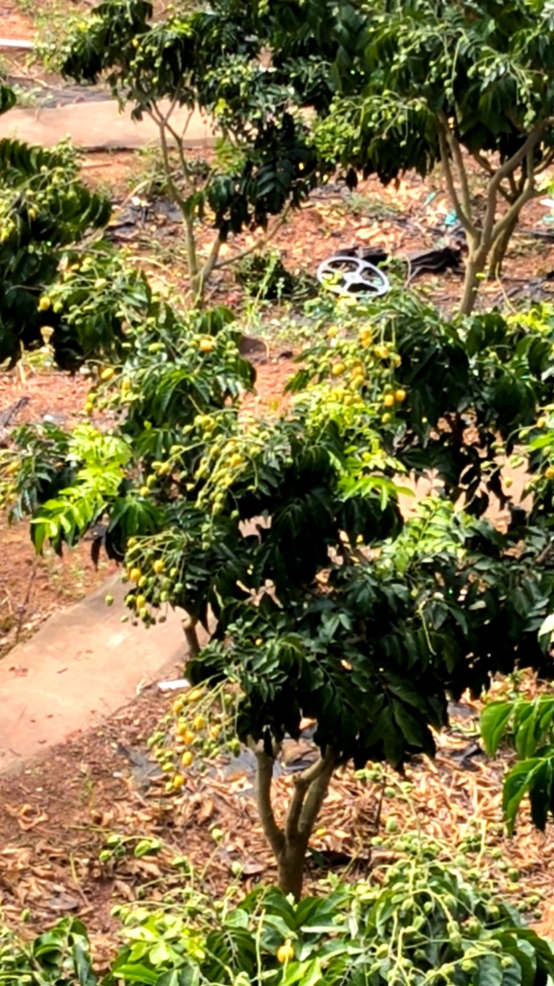 黄皮水果，郁南无核黄皮，鸡心黄皮，冰糖黄皮