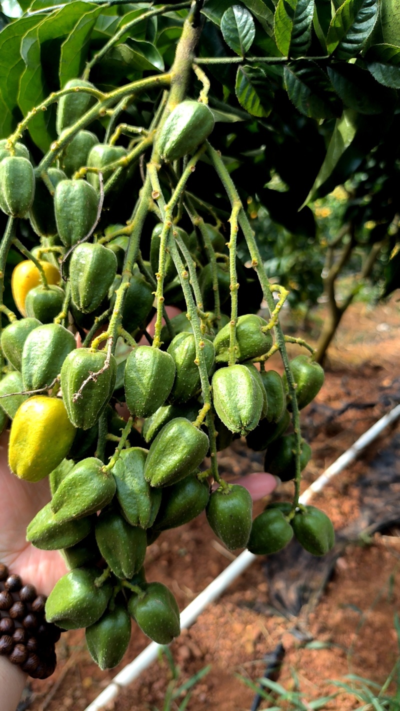 黄皮水果，郁南无核黄皮，鸡心黄皮，冰糖黄皮