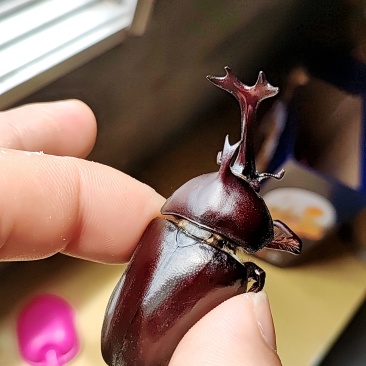 独角仙大量有货，欢迎收购成虫
