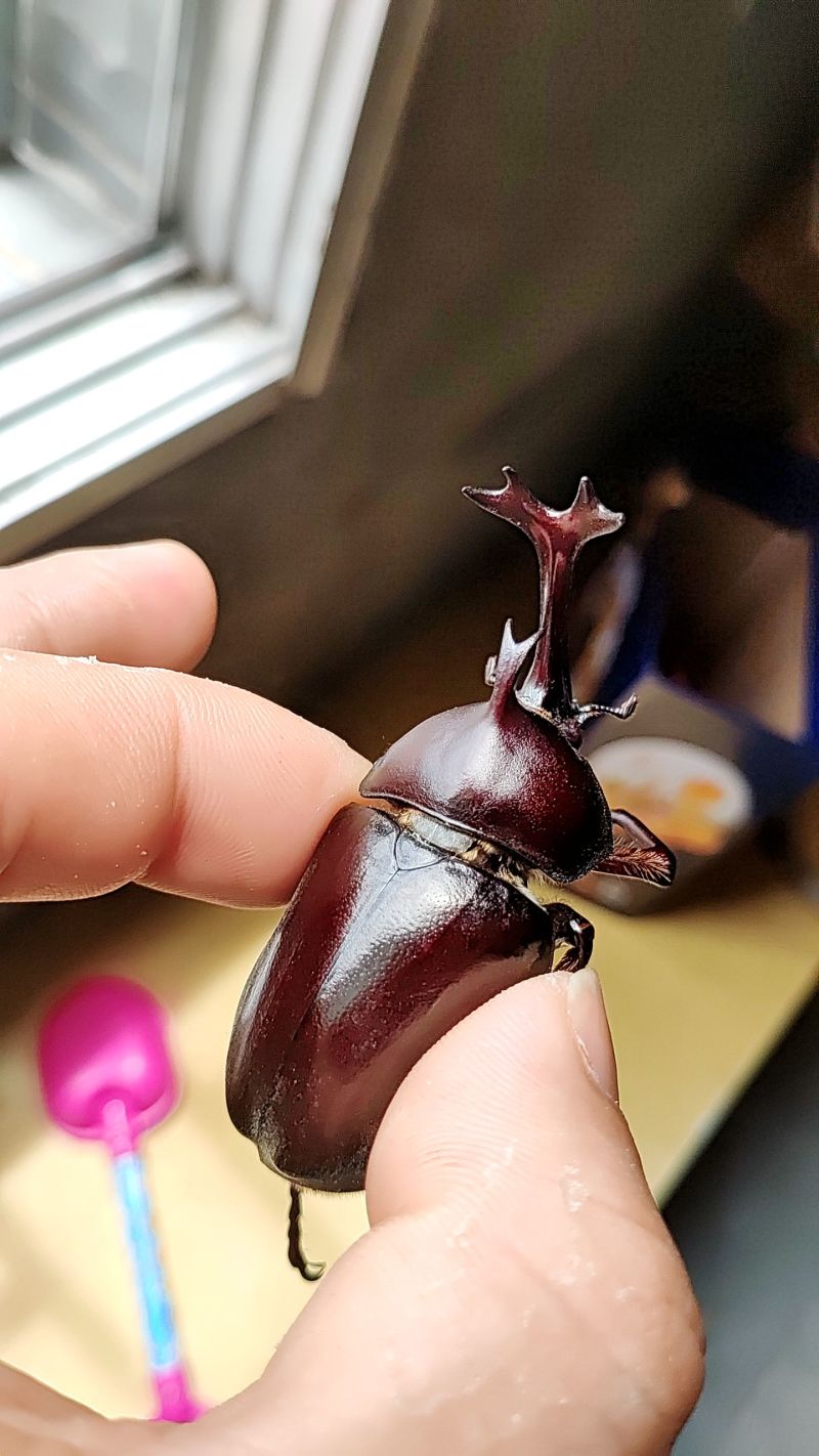 独角仙大量有货，欢迎收购成虫