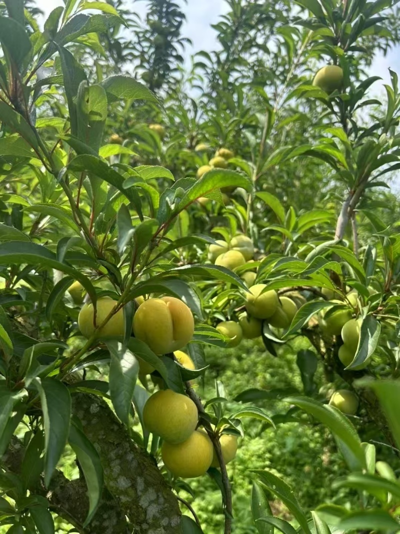 宗贵州六马蜂糖李