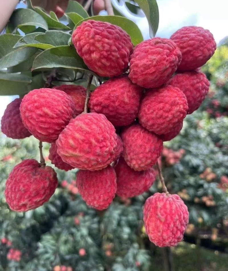 仙进俸荔枝