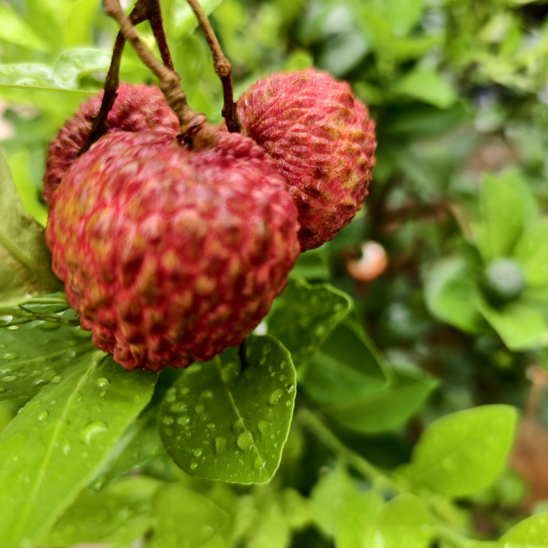 仙进俸荔枝