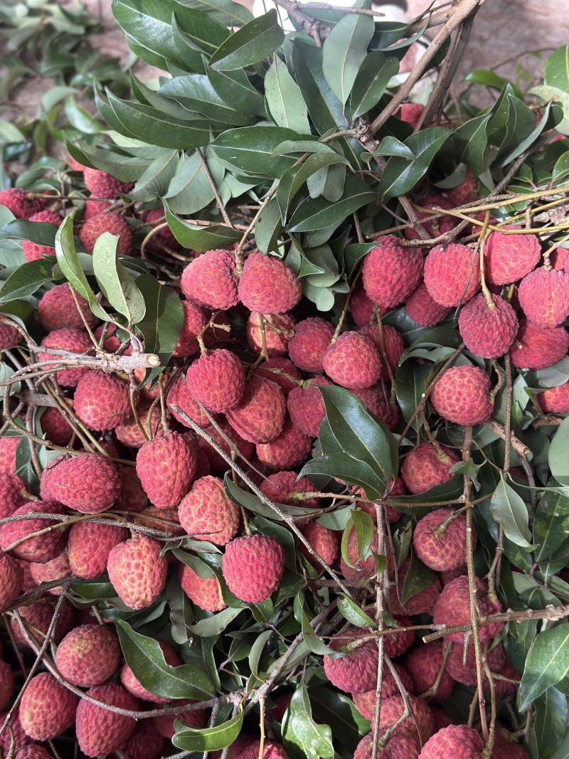 仙进俸荔枝