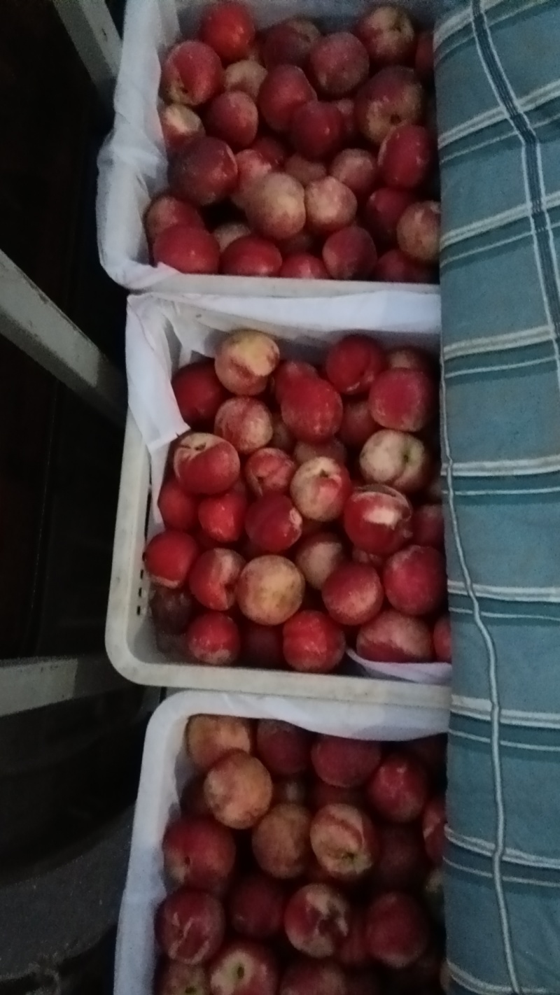 大荔珍珠油桃，中油4号
