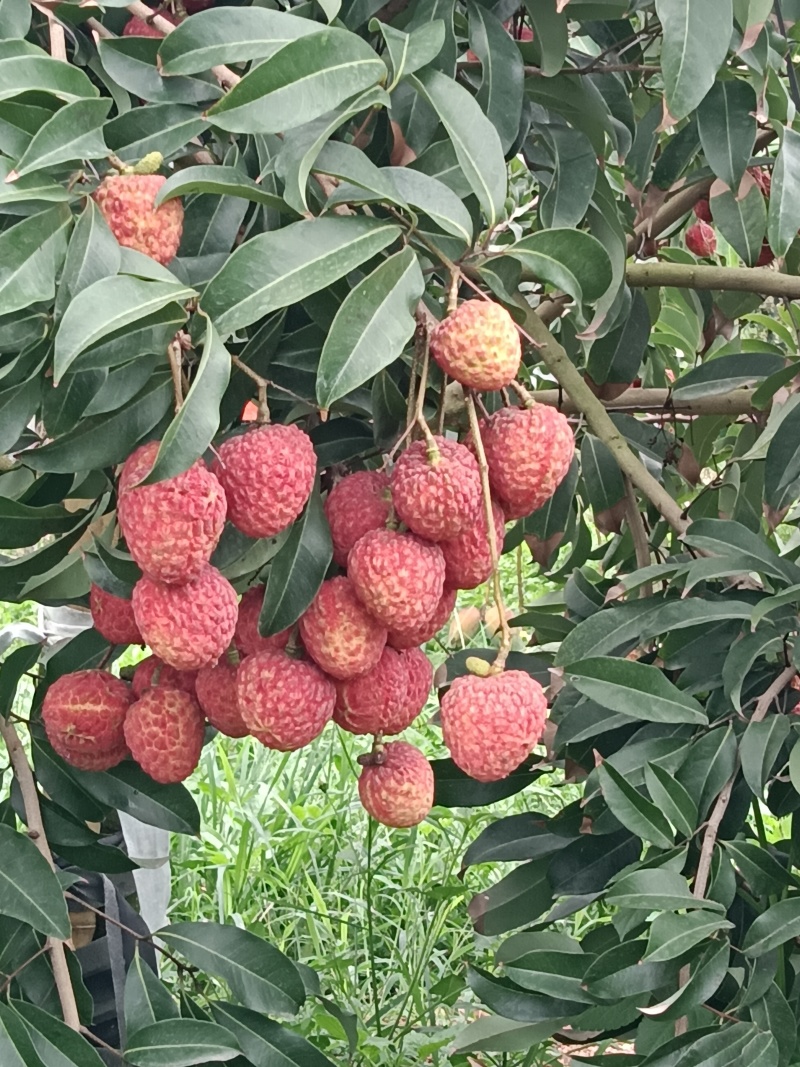 仙进奉荔枝