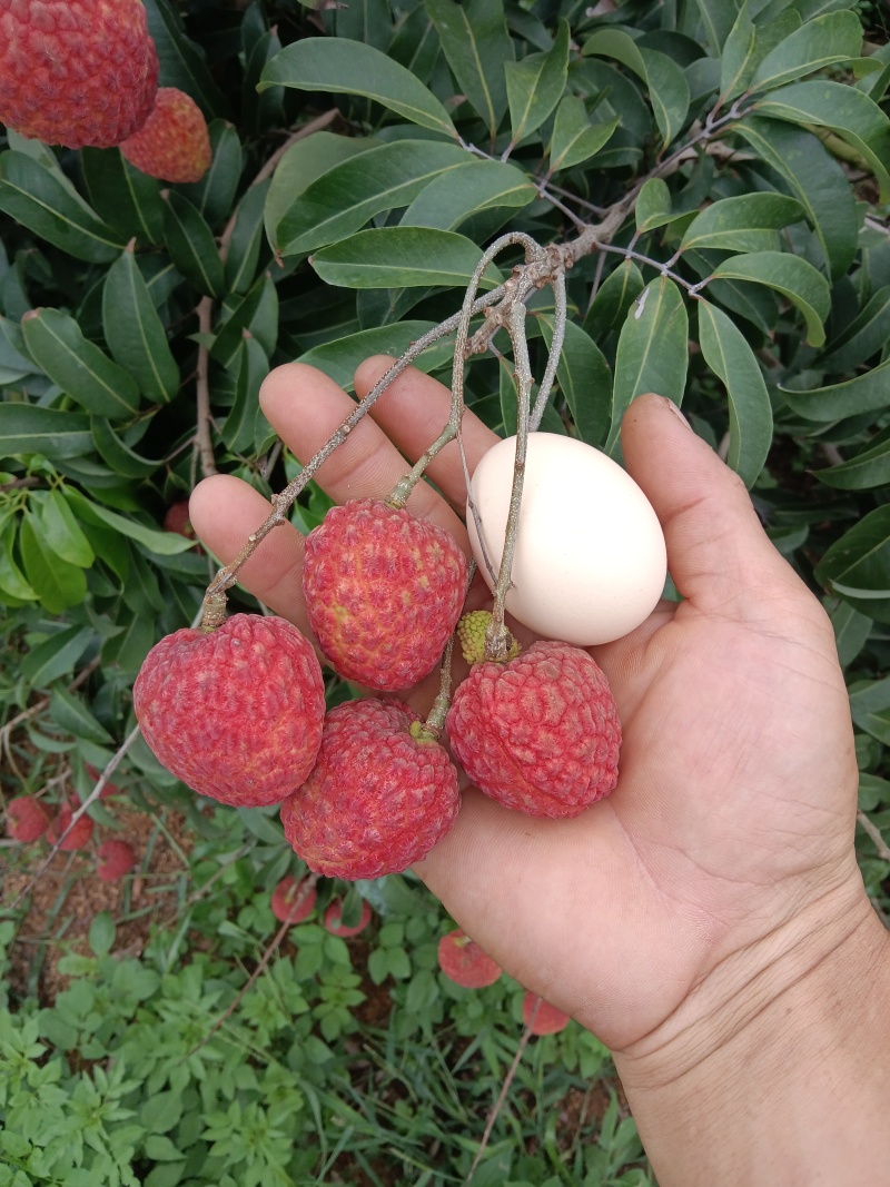 仙进奉荔枝