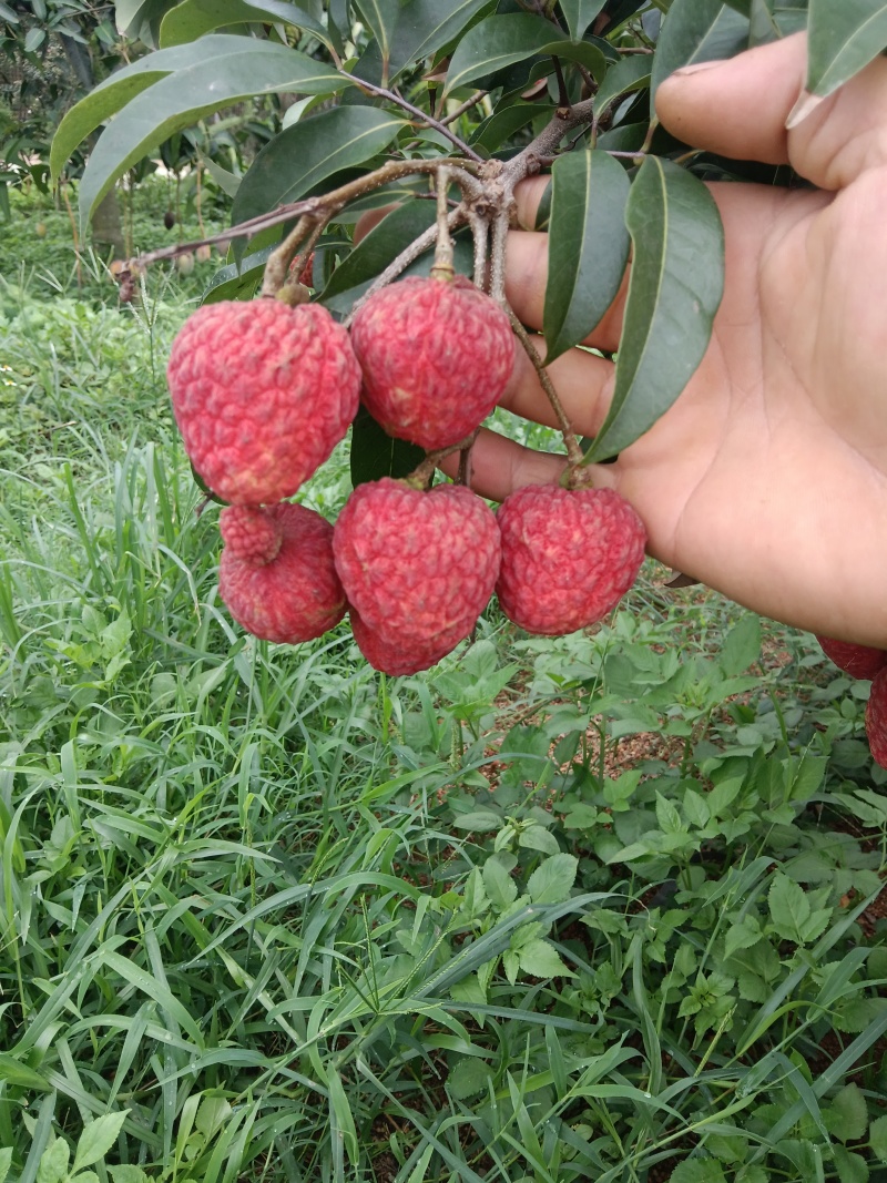 仙进奉荔枝
