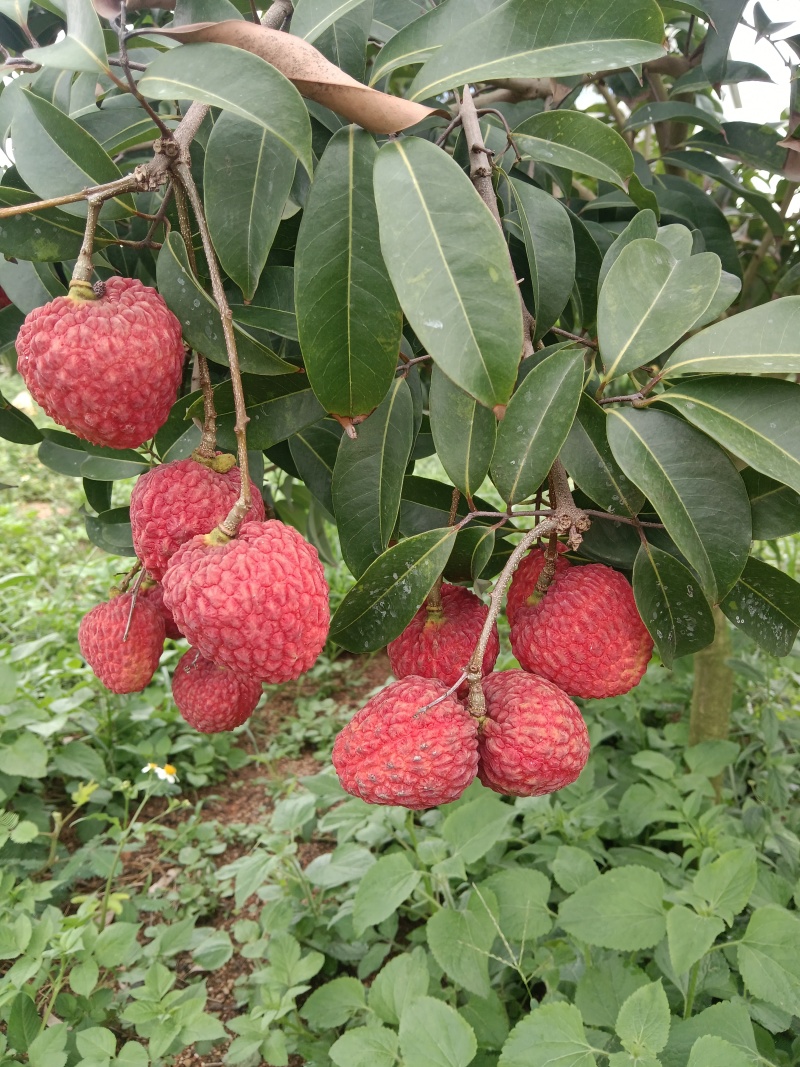 仙进奉荔枝