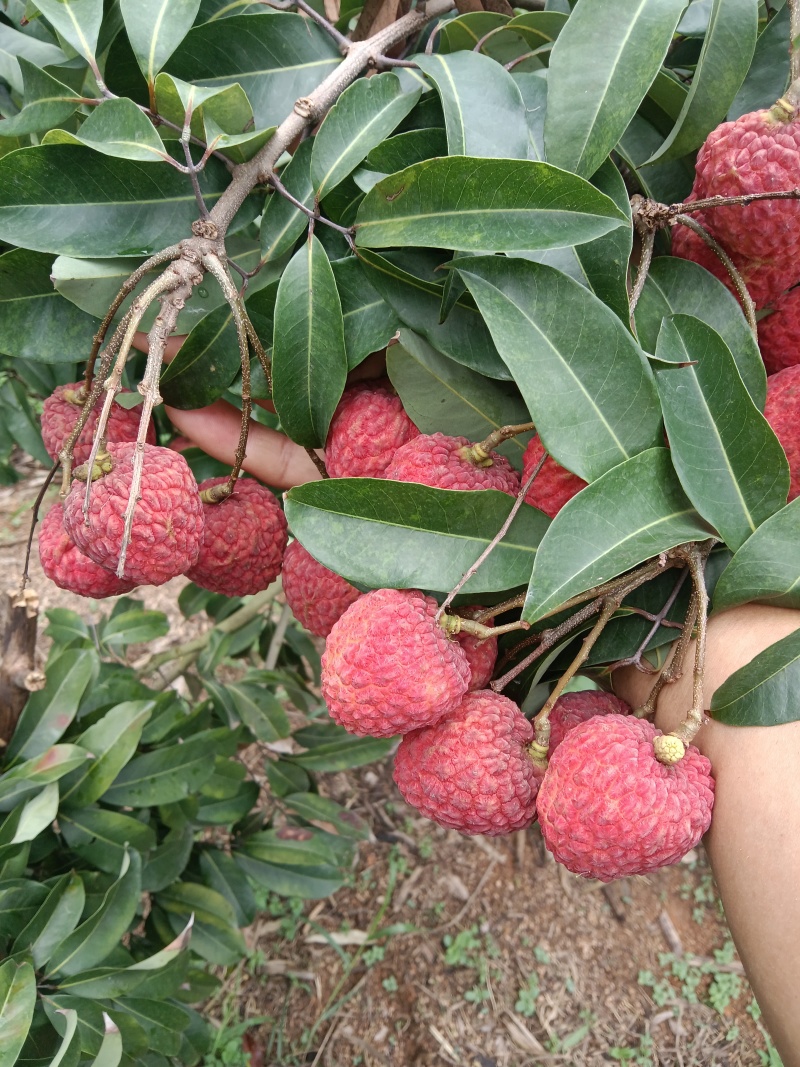 仙进奉荔枝