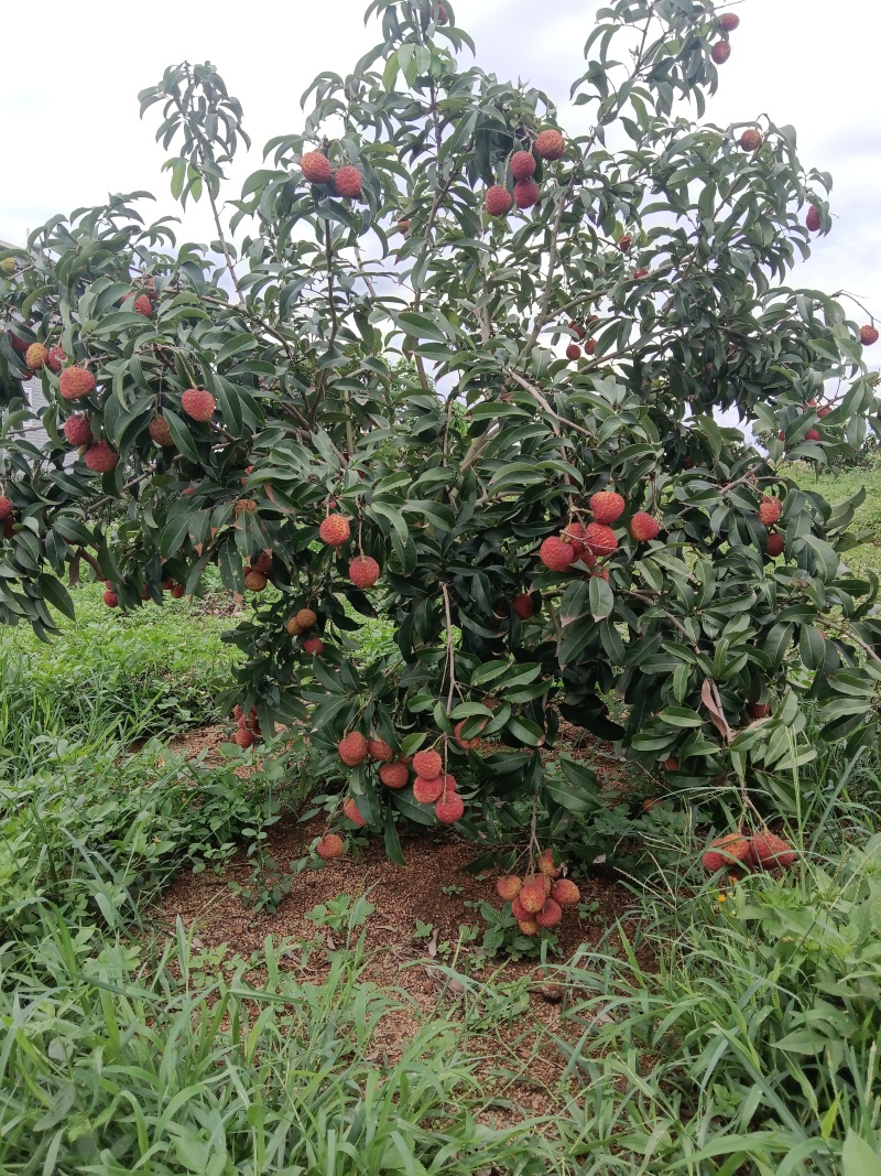 仙进奉荔枝