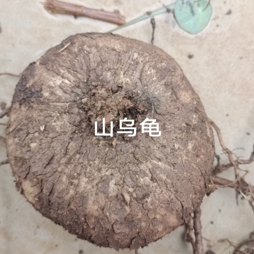 山乌龟