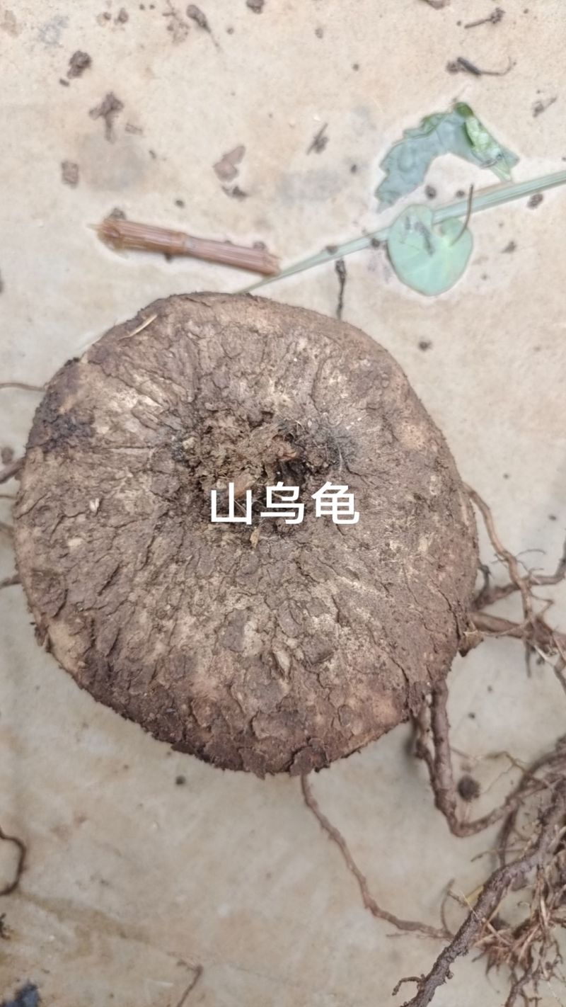 山乌龟