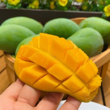 百色芒果