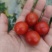 小番茄