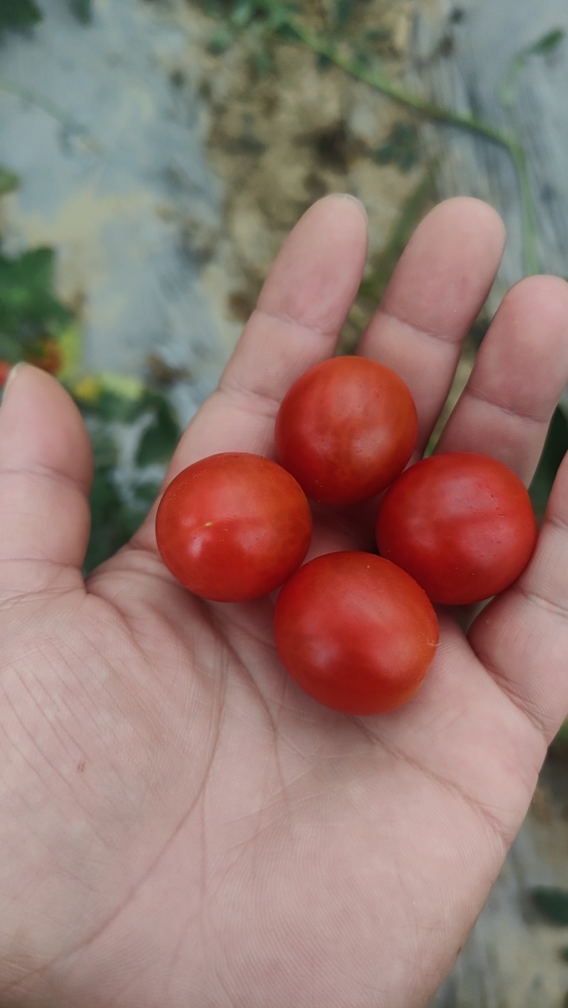 小番茄