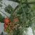 小番茄