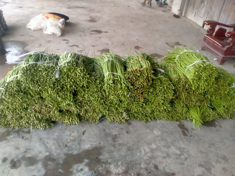 工厂缸豆
