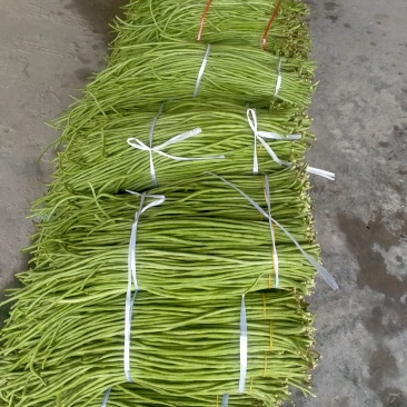 工厂缸豆