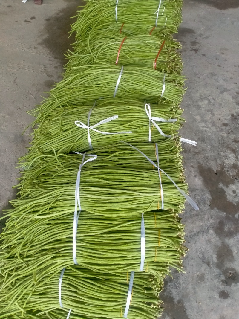 工厂缸豆