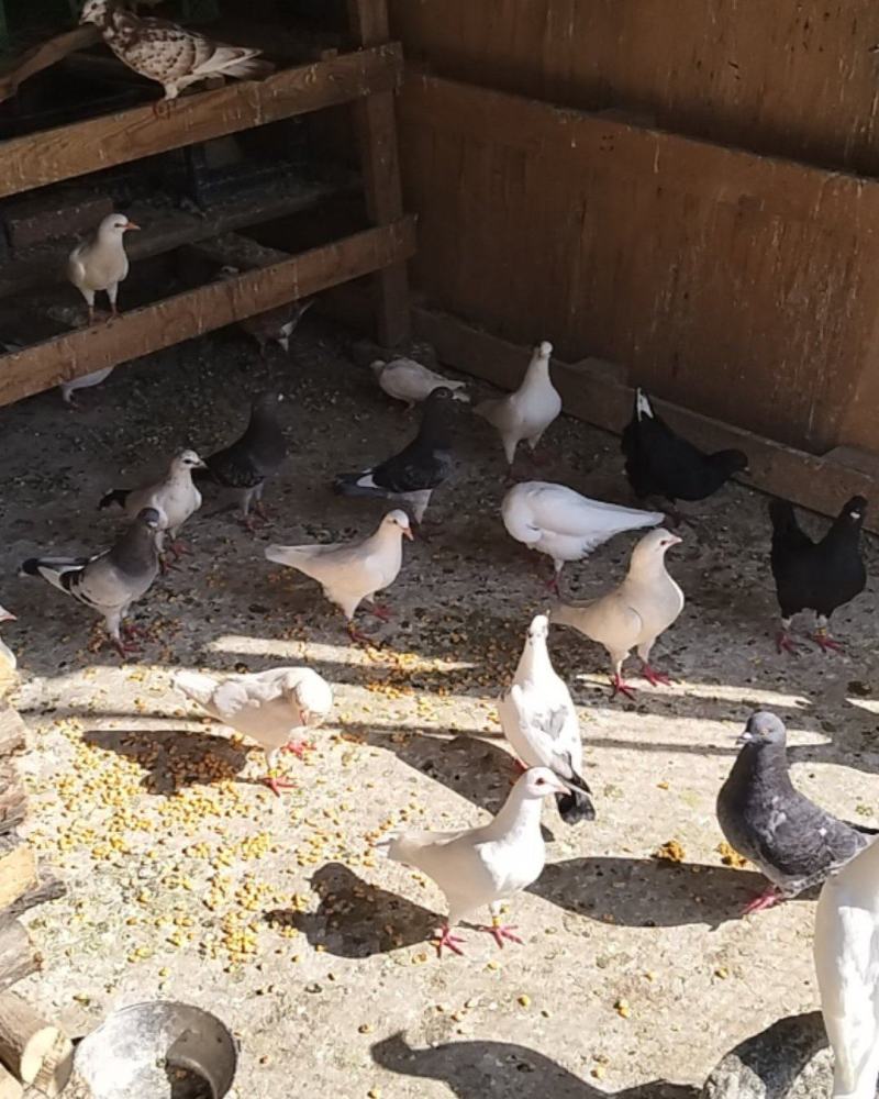 观赏鸽出售