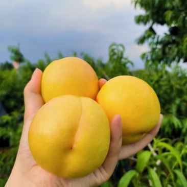 蒙阴黄油桃可联系