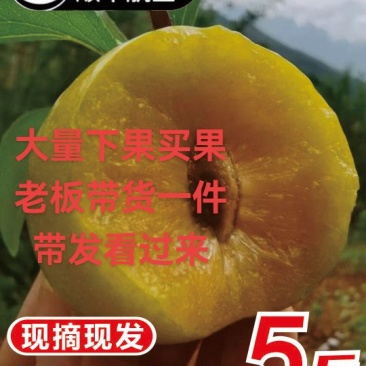 贵州六马蜂糖李产地直发供应链，一件代发，市场走量，电商供