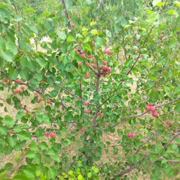 正宗彭阳红梅杏，地标性水果，每箱5斤装