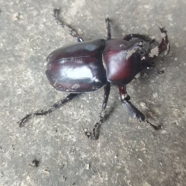 独角仙