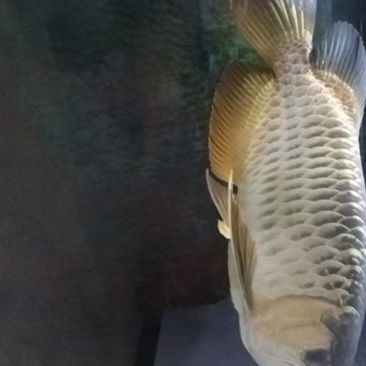 金龙鱼。