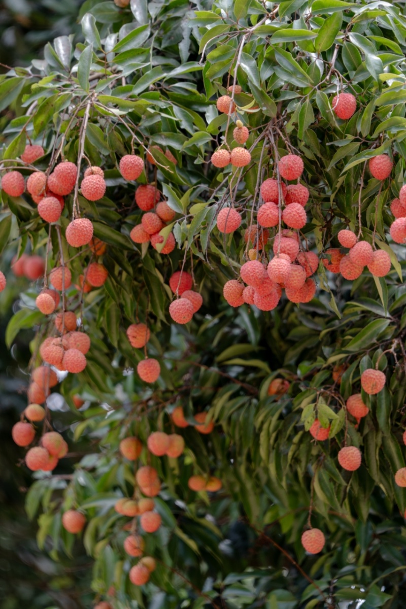 荔枝