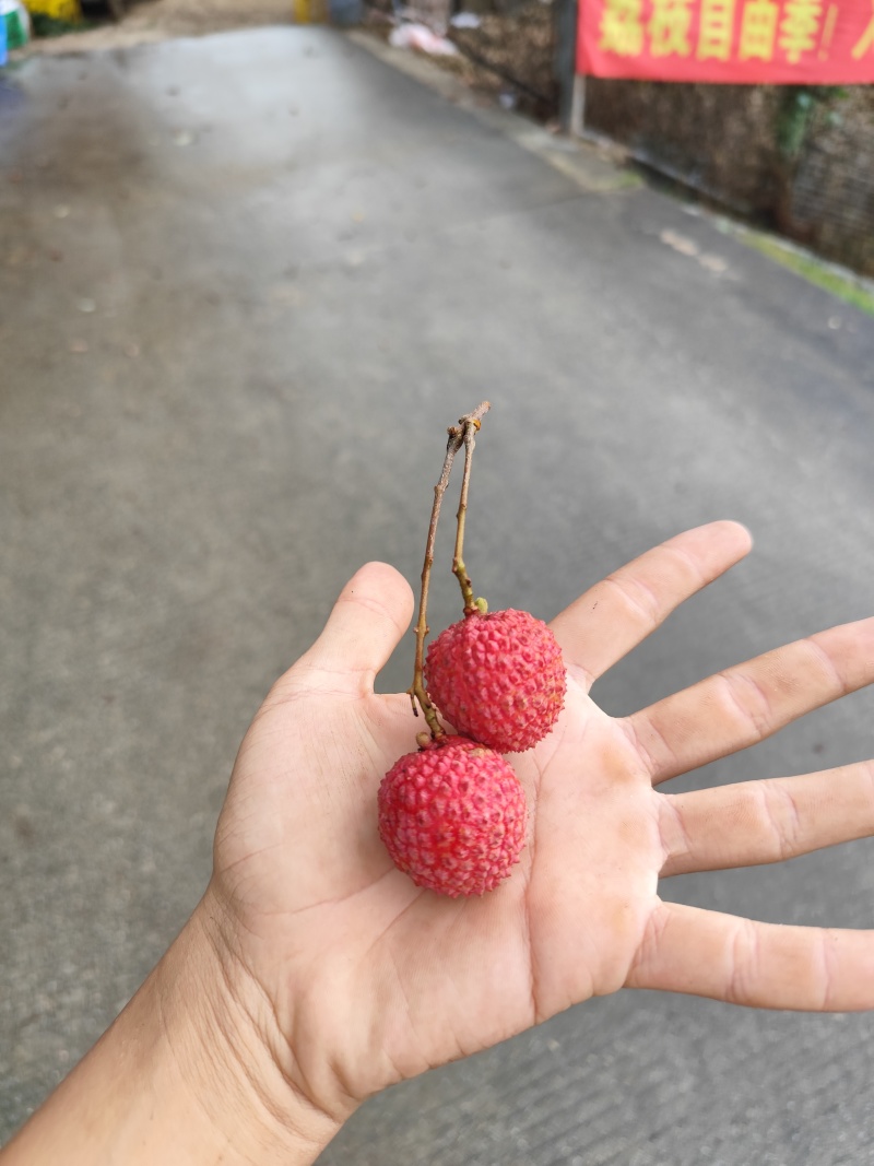 荔枝