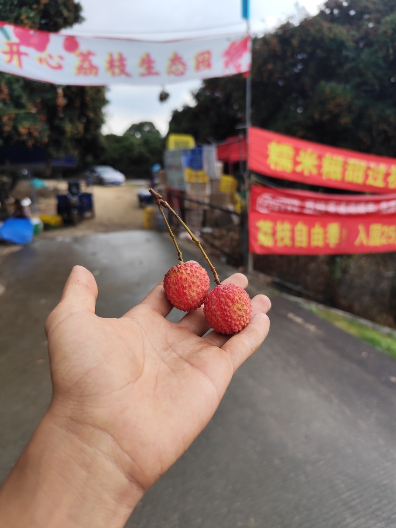 荔枝