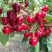 山东烟台市蓬莱区大樱桃