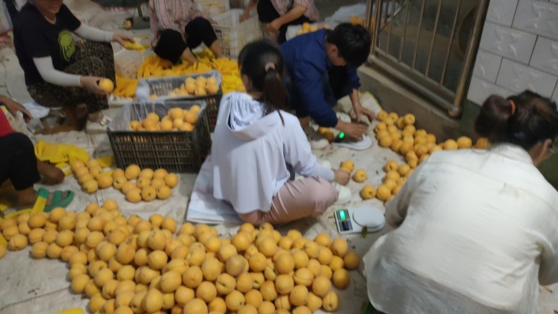 口感脆甜多汁