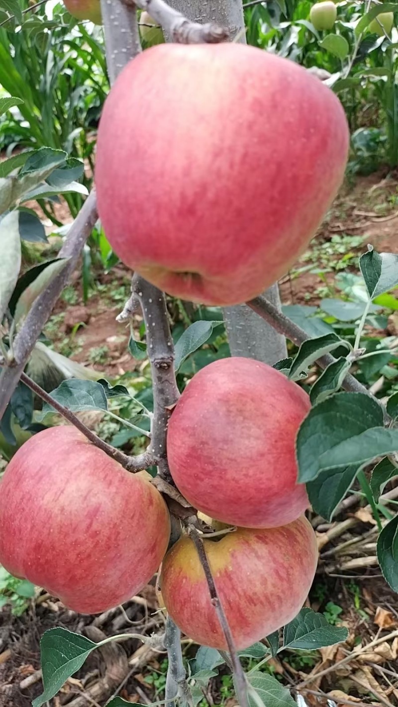 昭通苹果