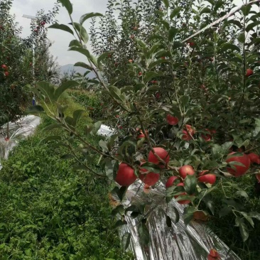 昭通苹果
