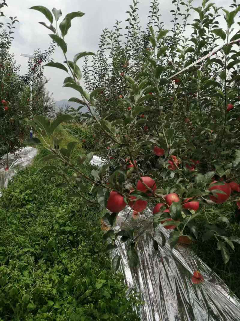 昭通苹果