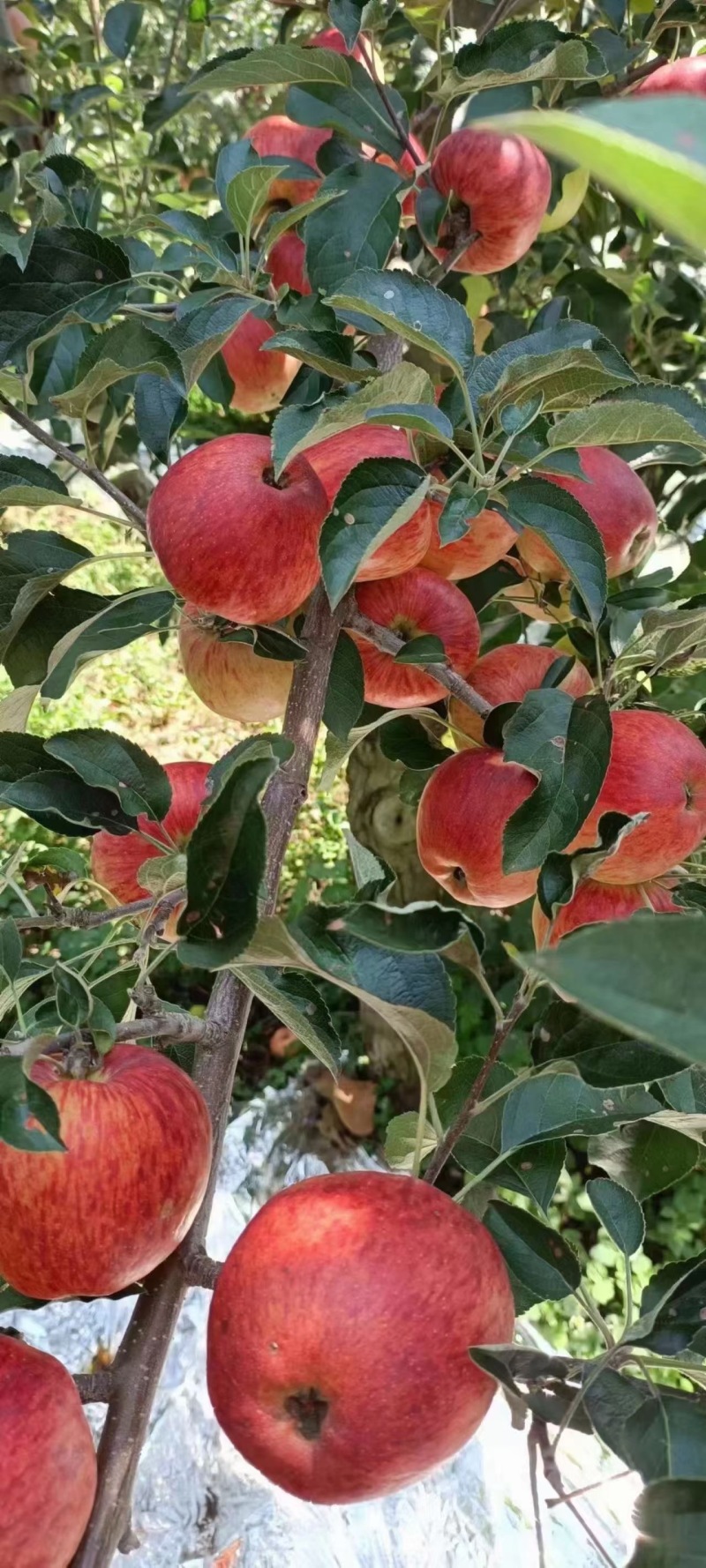 昭通苹果