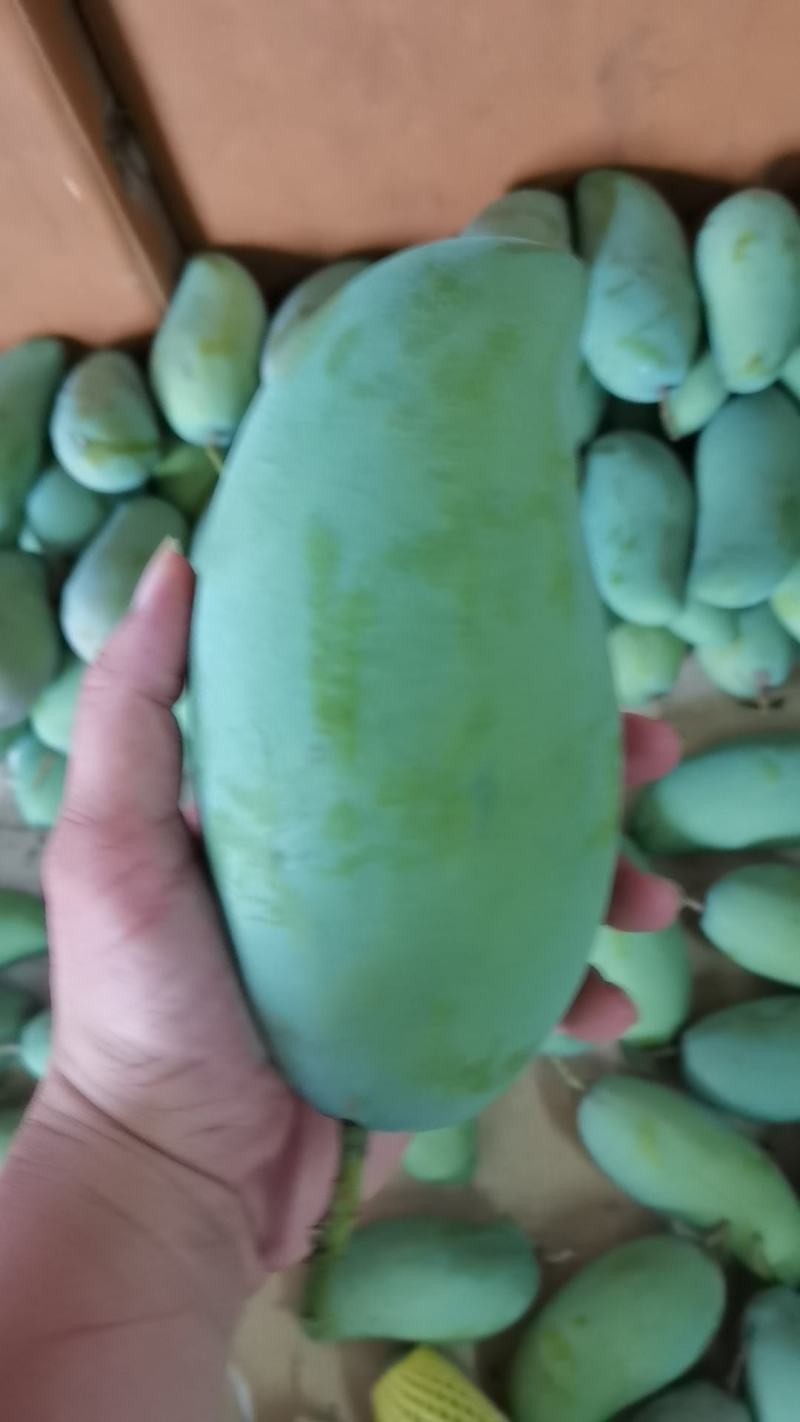 百色芒果