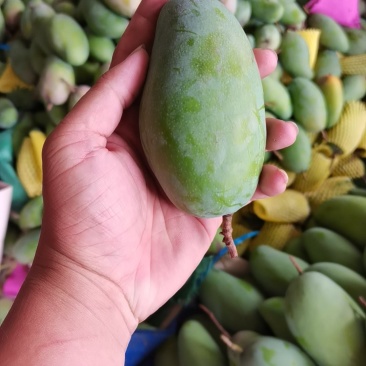 百色芒果