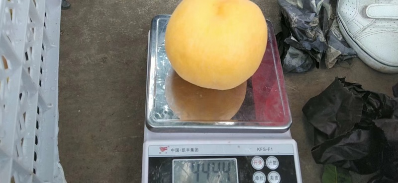 脆甜多汁