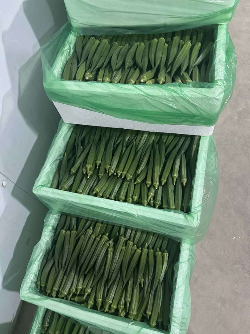 秋葵