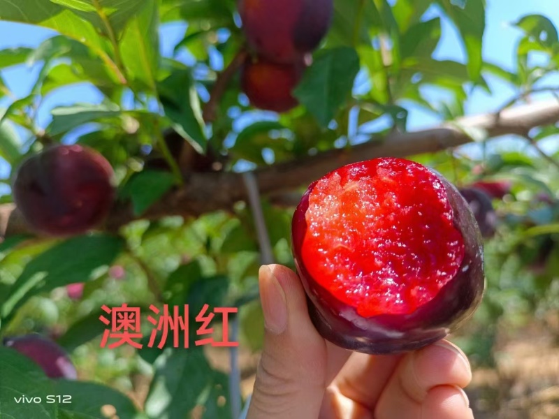 澳洲红李