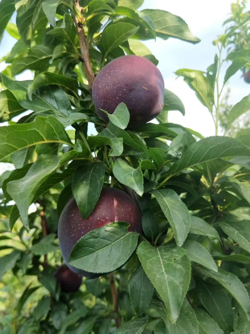 澳洲红李