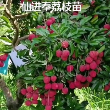 增城仙进奉荔枝